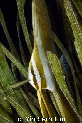 Hide and seek! (uncropped)
D300, 60mm macro
Taken in th... by Yin Sern Lim 